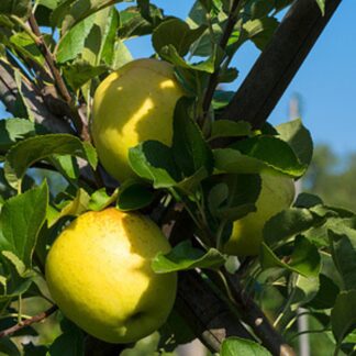 Bio Säulenapfel 'Aromaspur'*