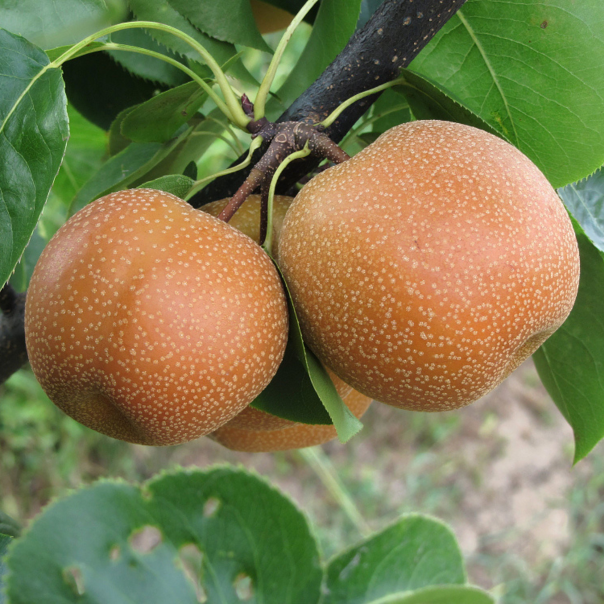 Bio Säulenbirne 'Aromaspur Nashi', weiß*