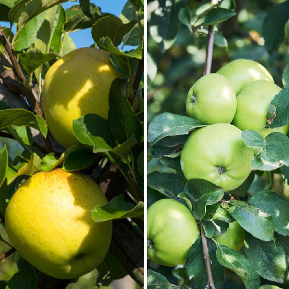 Bio-Säulenobst Apfel, 2 Pflanzen, 2 Pflanzen, rosa*