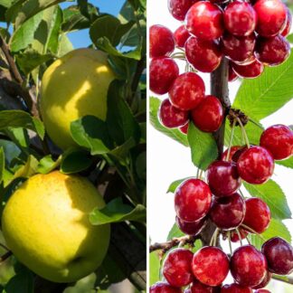 Bio-Säulenobst Apfel & Kirsche, 2 Pflanzen, 2 Pflanzen, weiß*