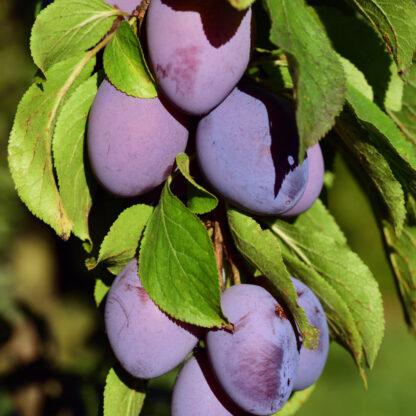 Bio Säulenpflaume 'Aromaspur Spät', weiß*