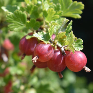 Bio Stachelbeere 'Hinnonmäki', Busch, weiß*
