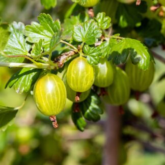 Bio Stachelbeere 'Hinnonmäki', Halbstamm, weiß*
