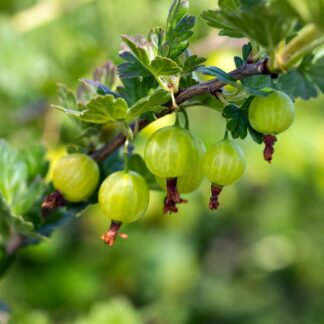 Bio Stachelbeere 'Mucurines' Halbstamm*