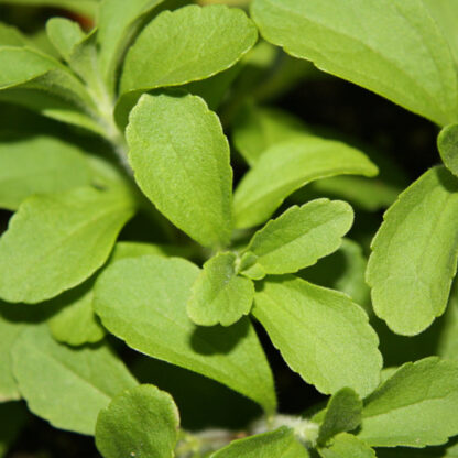 Bio Süßkraut Stevia*