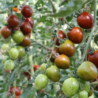 Bio Tomate 'Balkonia'*