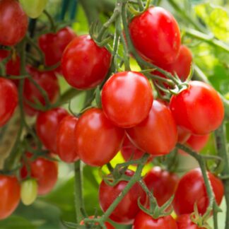Bio Tomate Buschtomate*