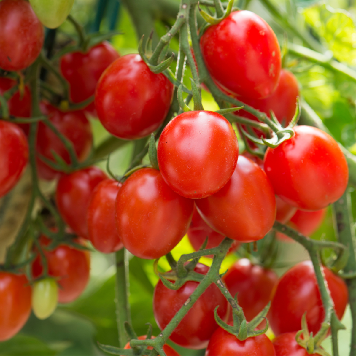 Bio Tomate Buschtomate*