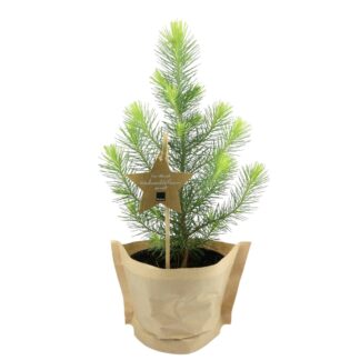 Bio Weihnachts-Pinie*