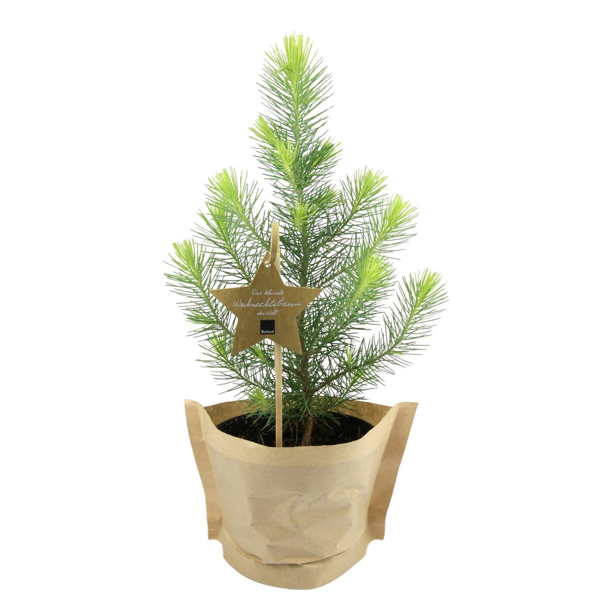 Bio Weihnachts-Pinie*