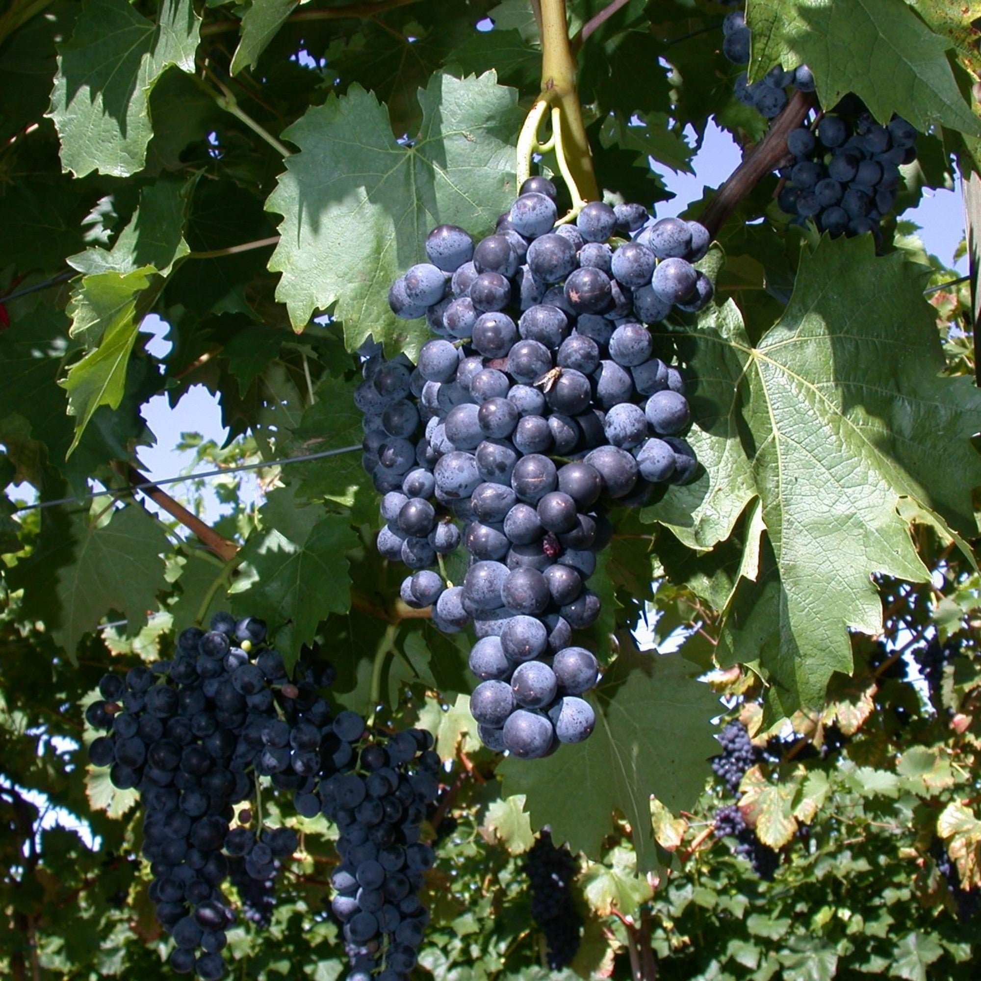 Bio Weinrebe 'Regent®', gelb*