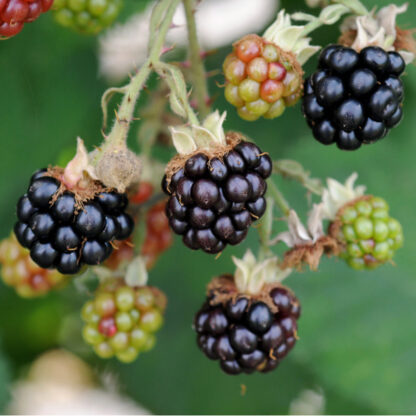 Bio-Zwerg-Brombeere 'Little Black Prince', weiß*