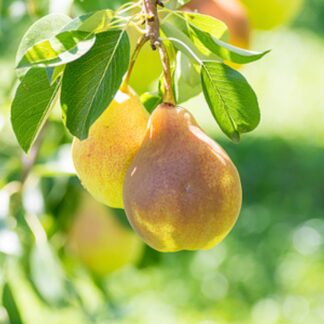 Bio Zwergbirne Zwergenstar® 'Delsanne', weiß*