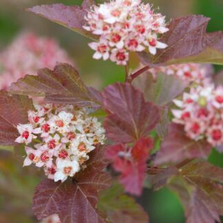 Blasenspiere 'Amber Jubilee®', weiß*