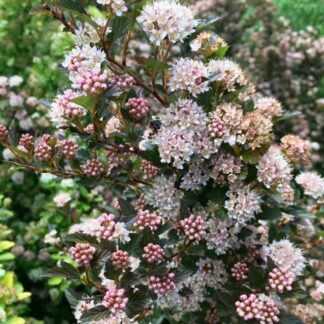 Blasenspiere 'Magical® Sweet Cherry Tea'ⓢ, rosa-weiß*