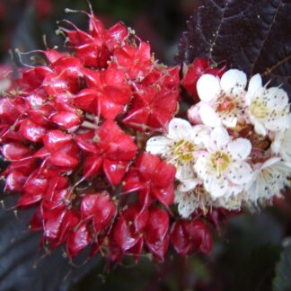 Blasenspiere 'Midnight®', weiß*