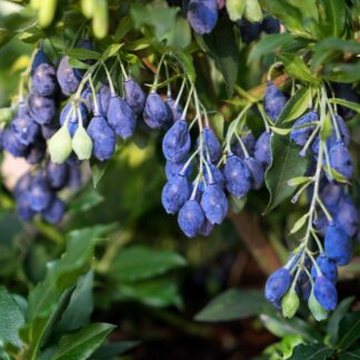 Blaubeere 'Lucky Berry®', weiß*