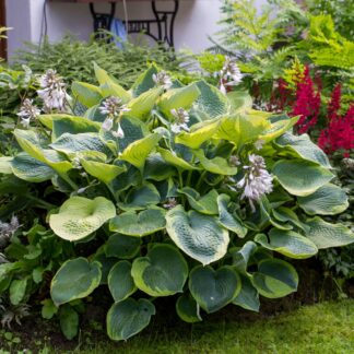 Blaue Gelbrand-Funkie 'Frances Williams', violett*