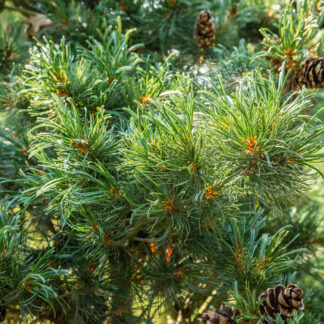Blaue Mädchenkiefer 'Glauca'*