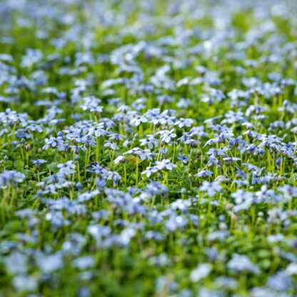 Blauer Bubikopf, blau*