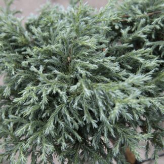 Blauer Zwerg-Wachholder 'Blue Star'*