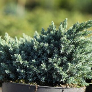 Blauer Zwerg-Wacholder 'Blue Star' 2 Liter Container, 15 - 20 cm Liefergröße: 15 - 20 cm*