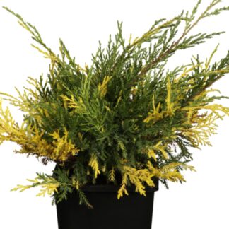 Blauer Zwerg-Wacholder 'Golden Soucer'*