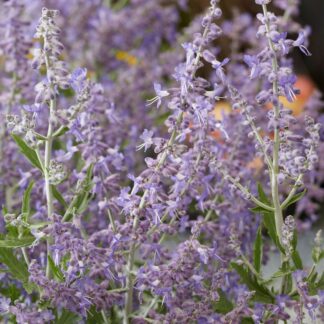 Blauraute 'Lacey Blue®', violett*
