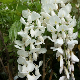Blauregen 'Longissima Alba', weiß*