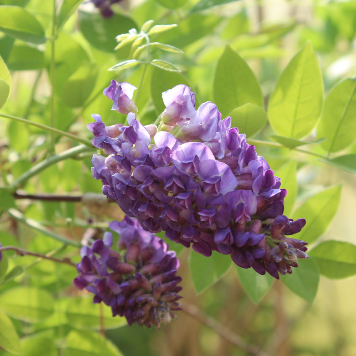Blauregen 'Longwood Purple', violett*