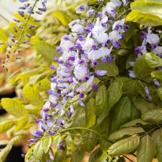 Blauregen 'Macrobotrys', violett*