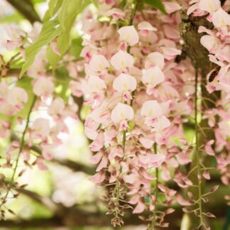 Blauregen 'Rosea', rosa*