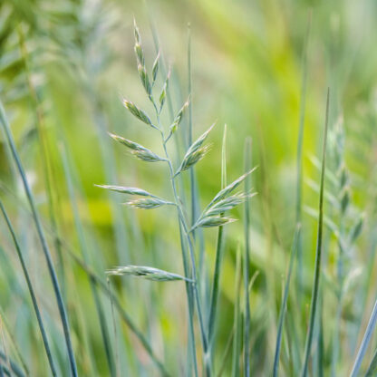 Blauschwingel 'Blue Sky'*