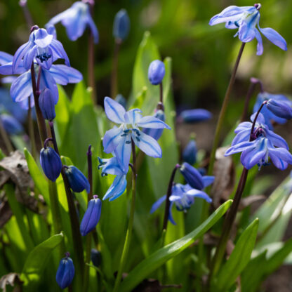 Blausternchen, blau*