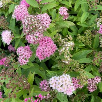 Blütenharlekin-Spiere 'Shirobana', 0,5 Liter, 15 - 20 cm Liefergröße: 15 - 20 cm*