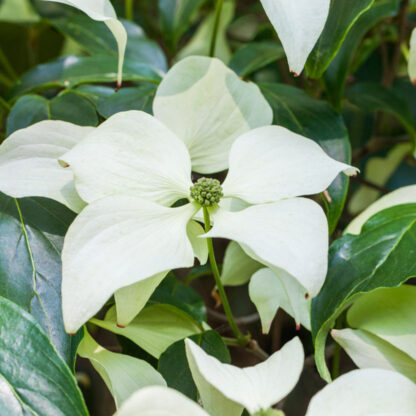 Blütenhartriegel 'Schmetterling', weiß*