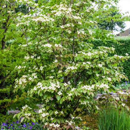 Blütenhartriegel 'Teutonia', weiß*