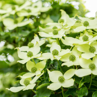 Blumen-Hartriegel 'China Girl' Liefergröße: 60 - 80 cm*