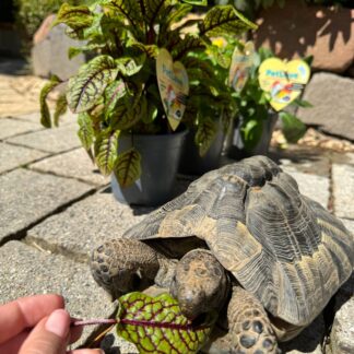 Blutampfer 'Bloody Dock' PetLove*