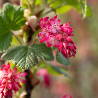 Blutjohannisbeere 'King Edward', rosa*