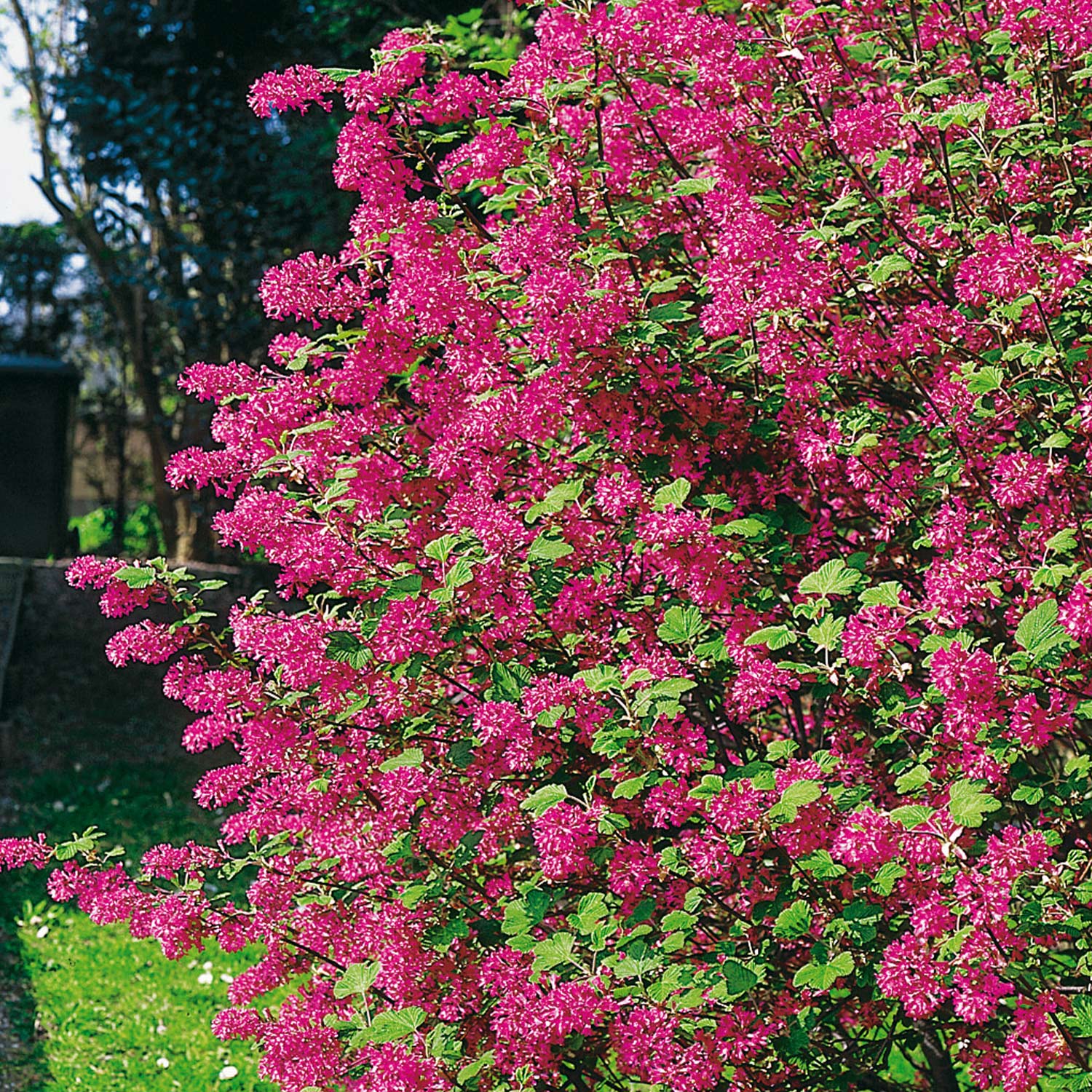 Blutjohannisbeere Wurzelnackte Pflanze, 60-80 cm, 1 Stück Liefergröße: 60-80 cm*
