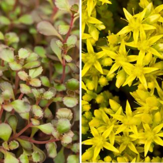 Bodendecker-Set "Bunter Sedum Streifen", 8 Pflanzen*