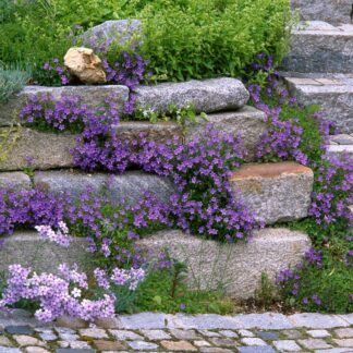 Bodendecker-Set “Lila Blütenmeer im Steingarten“, 16 Pflanzen, bunt*