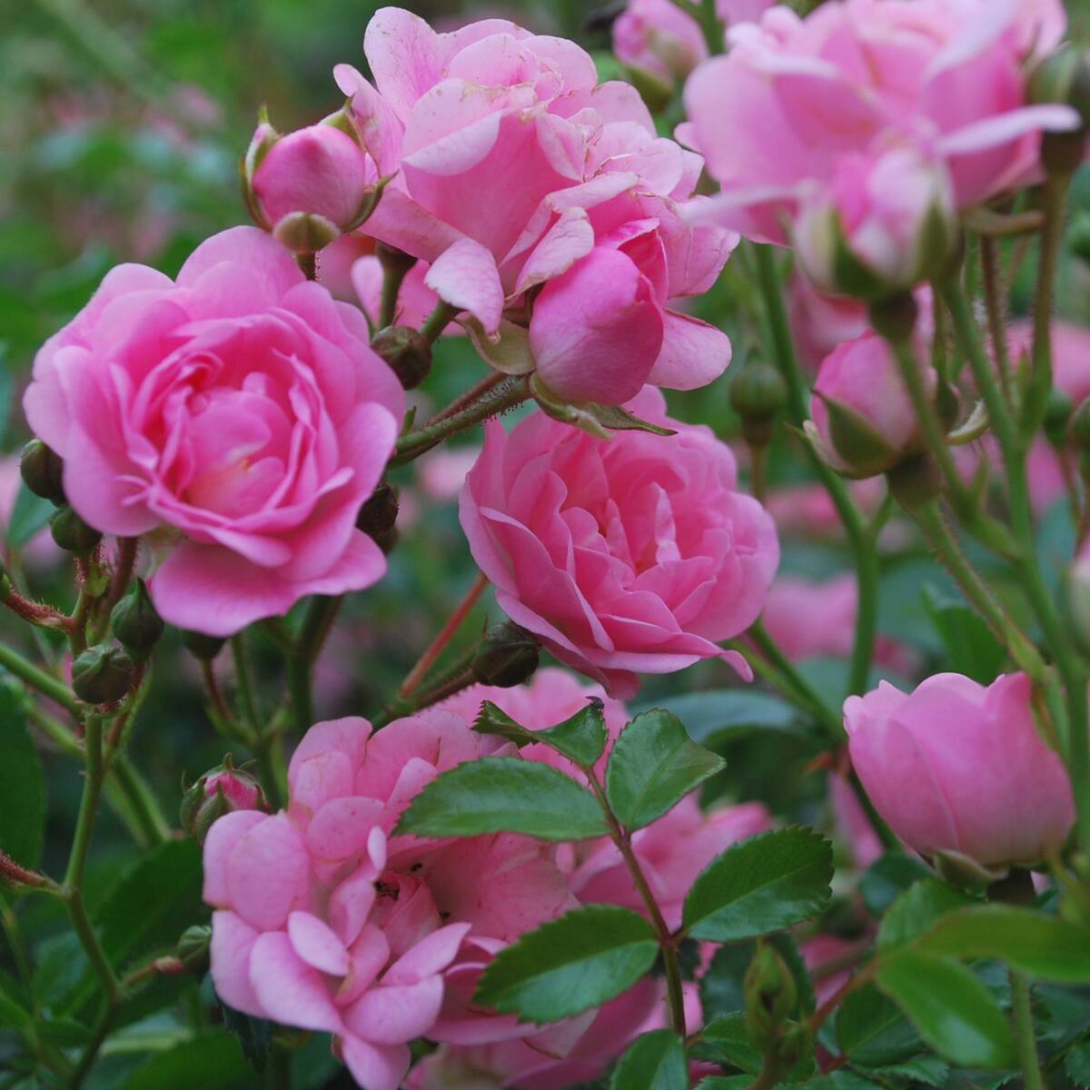 Bodendeckerrose 'Knirps®', rosa*