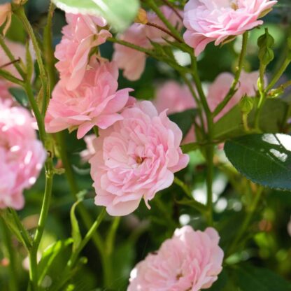 Bodendeckerrose 'The Rosa Fairy', rosa*