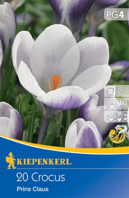 Botanischer Krokus 'Prins Claus', 20 Zwiebeln, bunt*