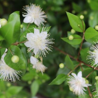 Braut-Myrte 'Microphylla', Stamm, weiß*