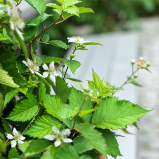 Brombeere 'Lucky Berry®', weiß*
