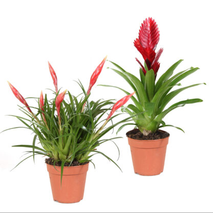 Bromelien Stars, 2 Pflanzen*