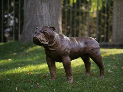 Bronzefigur Englische Bulldogge*